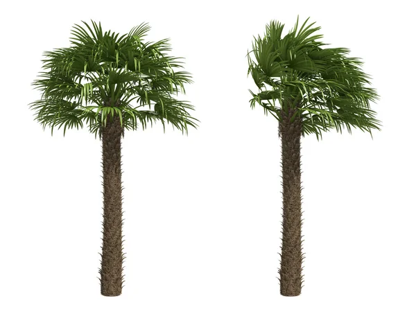 Вентилятор пальми — стокове фото