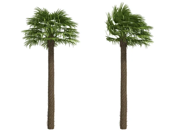 风扇棕榈树 — 图库照片