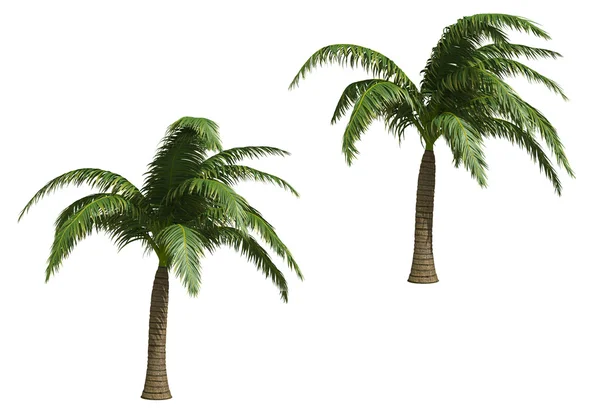 Palms kókuszos — Stock Fotó