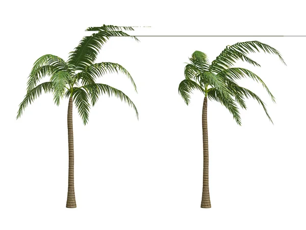 Palmy kokosowej — Zdjęcie stockowe