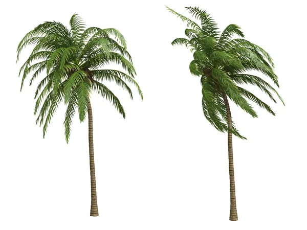 Palms kókuszos — Stock Fotó