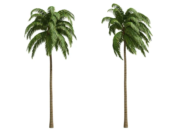 Coconut palms — Stock Photo, Image