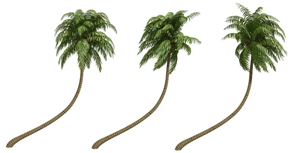 ココヤシの木 — ストック写真
