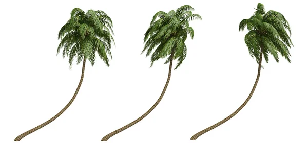 Kokosnötpalmer — Stockfoto
