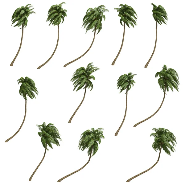 Kokosová palmy — Stock fotografie