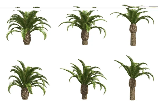 Финиковые пальмы — стоковое фото
