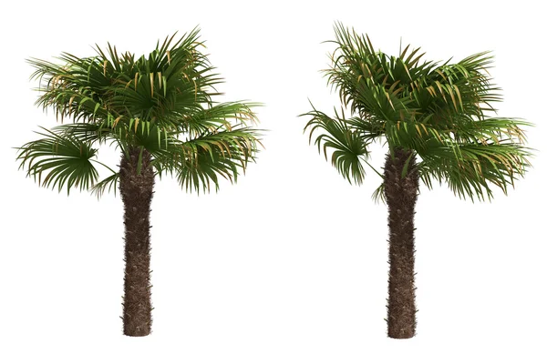 Wiatrak palmy — Zdjęcie stockowe