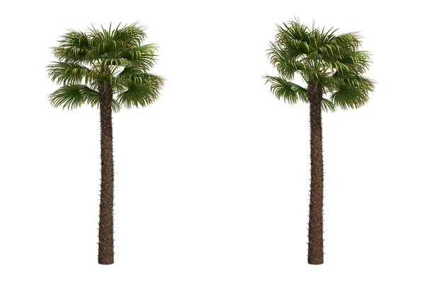 Wiatrak palmy — Zdjęcie stockowe