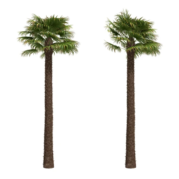 Windmill palms — Stock Photo, Image
