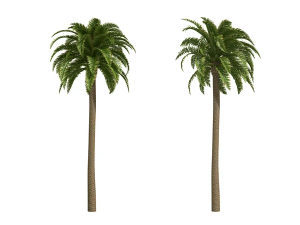Canary date palms Stock Picture