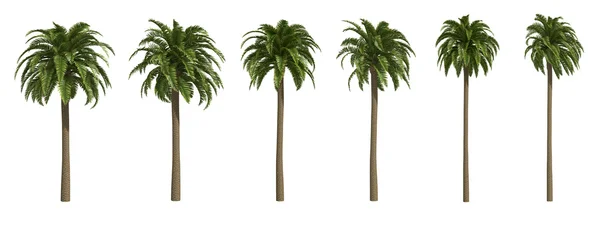 Canary date palms Royalty Free Stock Photos