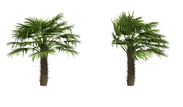 Ventilátor palms Jogdíjmentes Stock Fotók