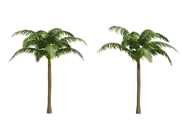 Кокосовые пальмы Лицензионные Стоковые Изображения
