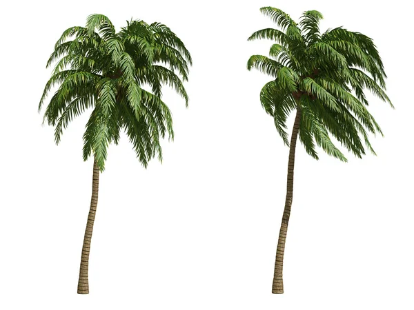 Кокосовые пальмы Стоковое Фото