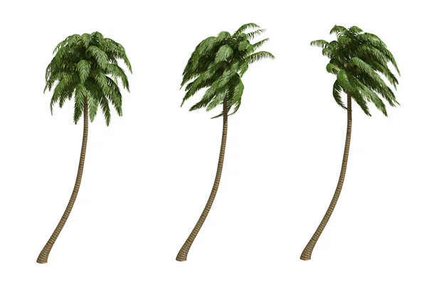 Кокосовые пальмы Стоковая Картинка