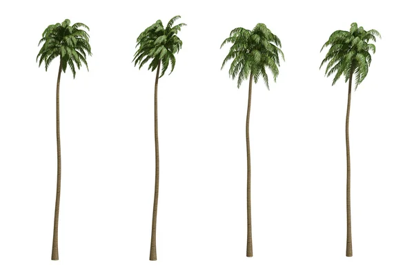 Palms kókuszos Jogdíjmentes Stock Képek