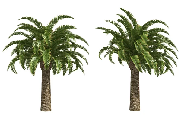 Wild date palms Stock Photo