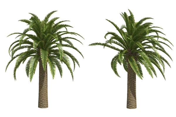 Dzikie palmy Data Obraz Stockowy