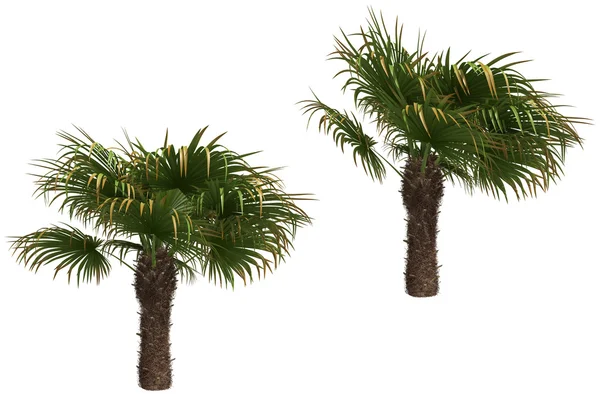 Wiatrak palmy Obraz Stockowy