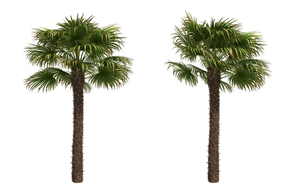 Ветряные пальмы Стоковая Картинка