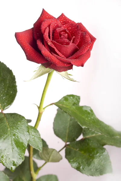 stock image Red Rose