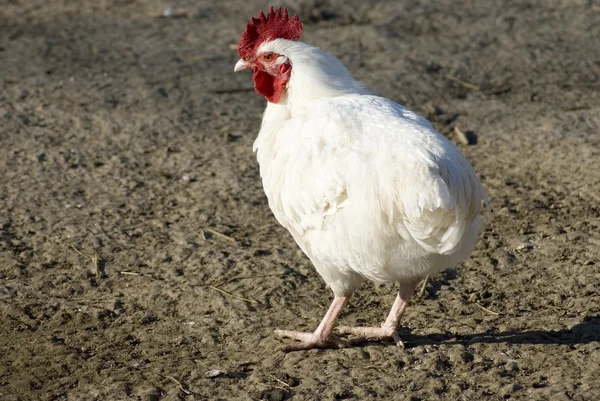 stock image Rooster