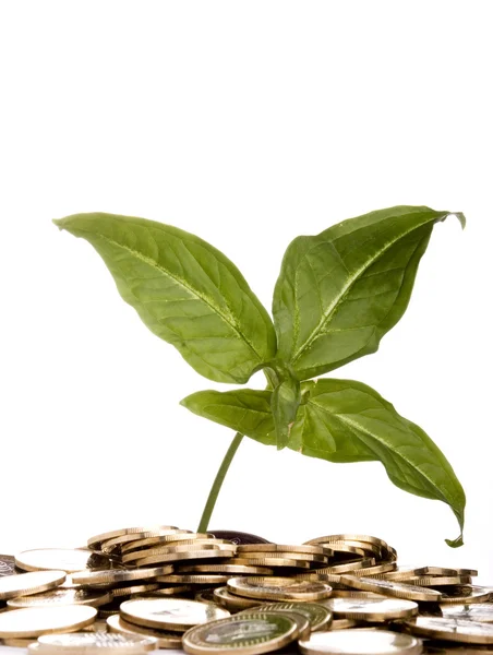 Coins whit plant — Stock Photo, Image