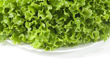 Lettuce clipart