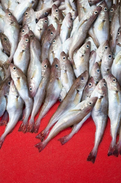 stock image Fresh fishes at the market