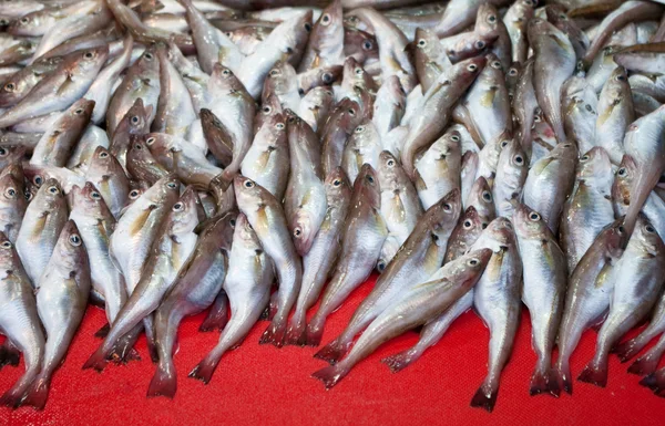 市面鲜鱼供应 — 图库照片