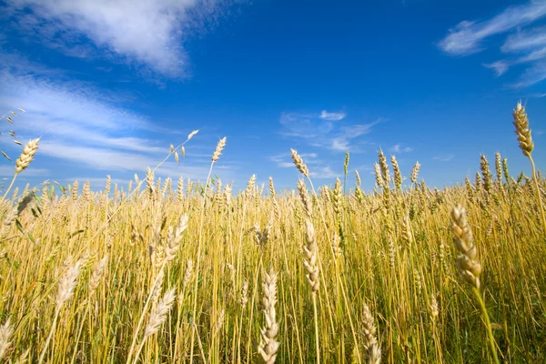 Arka planda mavi gökyüzü olan altın buğday tarlası — Stok fotoğraf