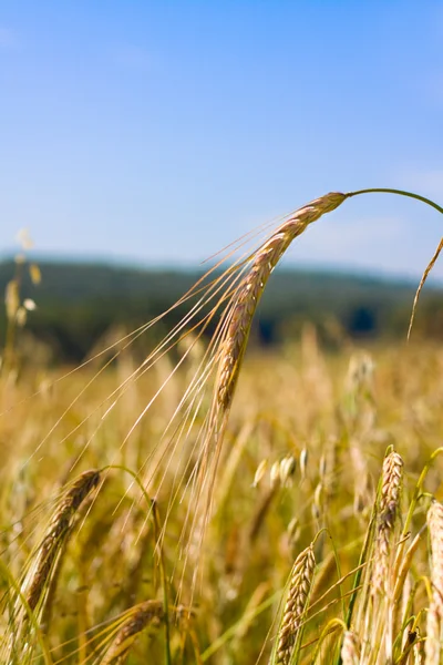 Пшеничное поле, очень мелкий фокус — стоковое фото
