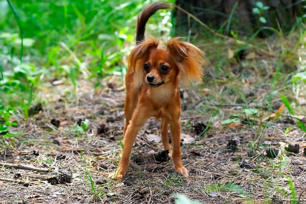 stock image Dog toy terrier walk in forest