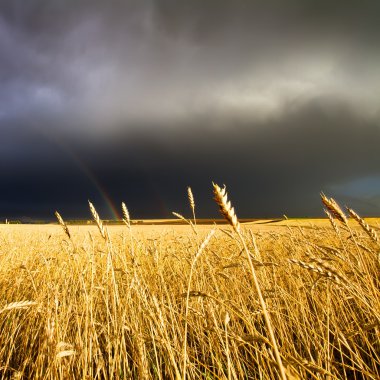 Wheat field and rainbow on dark cloudy sky clipart