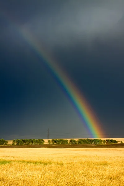 Weizenfeld Und Regenbogen Dunklen Bewölkten Himmel — Stockfoto