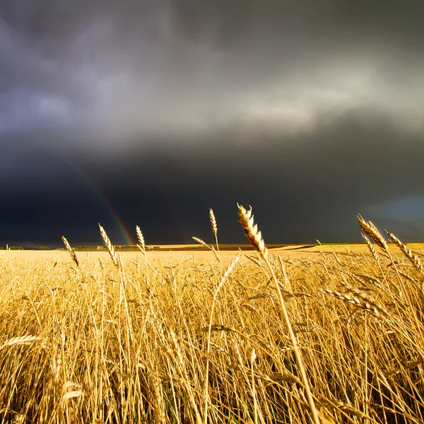 Campo de trigo y arco iris en el cielo nublado oscuro — Foto de Stock