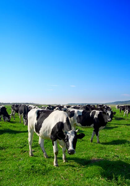 Herd of cows grazing in meadow — Stock Photo, Image