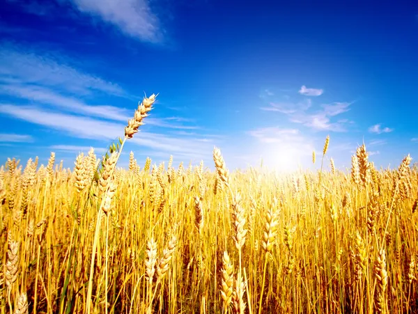 Zlaté pšeničné pole s modrou oblohou v pozadí — Stock fotografie