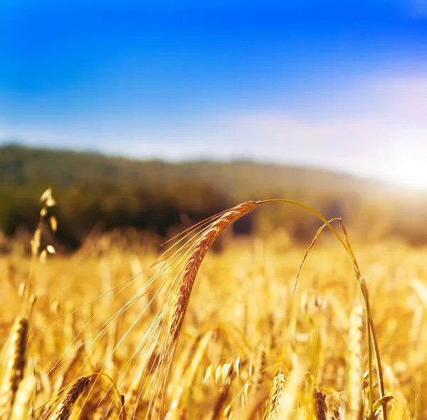 Пшеничное поле, очень мелкий фокус — стоковое фото
