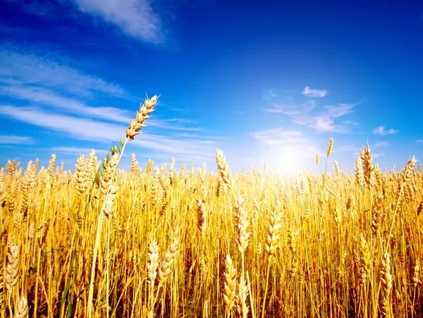 푸른 하늘 이 배경에 있는 황금빛 밀밭 스톡 사진