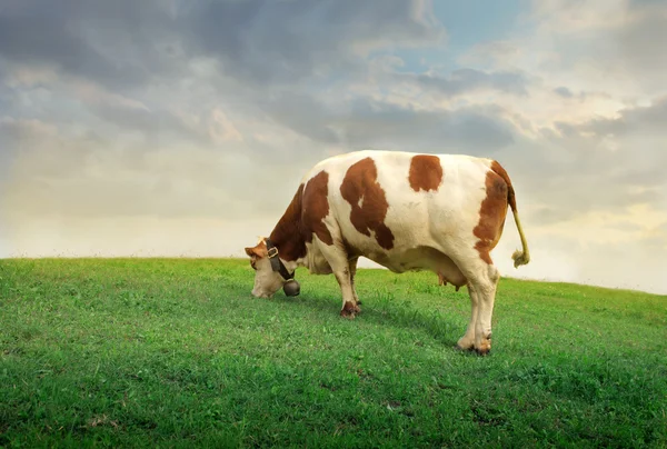 stock image Pasture