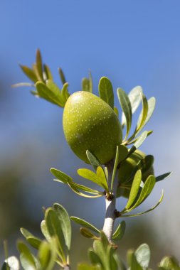 argan somun tatlı