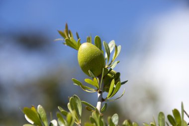 argan fındık