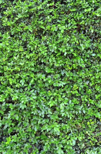 緑豊かな緑の生垣のバック グラウンド テクスチャ — ストック写真
