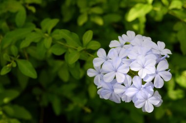 Blue Plumbago Flowers Against Leaves Background clipart