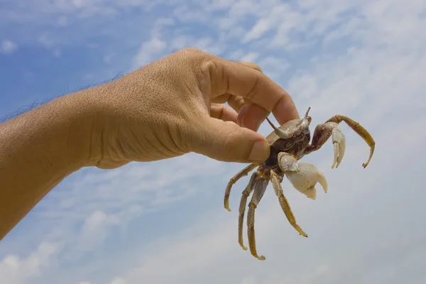Levande krabba hänga i hand — Stockfoto