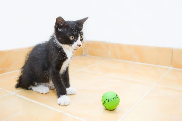 Μαύρο γατάκι παίζει μπάλα Φωτογραφία Αρχείου
