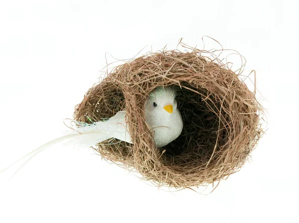White bird in the nest — Stock Photo, Image