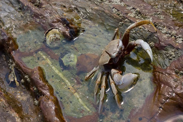 Crabul pe o piatră — Fotografie, imagine de stoc