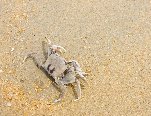 stock image Injured crab at beach